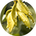 Ylang ylang